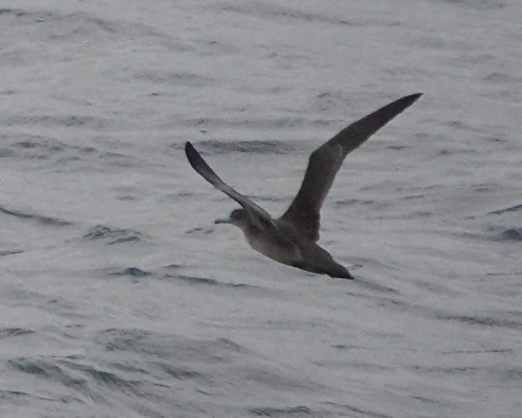 sooty shearwater